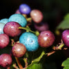 10 Variegated PORCELAIN BERRY VINE Ampelopsis Brevipedunculata Elegans Ampelopsis Glandulosa Amur Peppervine Blue Pink Purple Berries Seeds