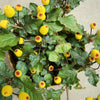 100 TOOTHACHE / EYEBALL PLANT Spilanthes Oleracea Red & Yellow Flower Herb Seeds