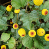 100 TOOTHACHE / EYEBALL PLANT Spilanthes Oleracea Red & Yellow Flower Herb Seeds