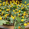100 TOOTHACHE / EYEBALL PLANT Spilanthes Oleracea Red & Yellow Flower Herb Seeds