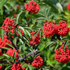 100 RED ELDERBERRY Sambucus Racemosa Scarlet Mountain Elder Bunchberry Tree Shrub Fruit Berry Seeds