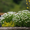 100 White DWARF CREEPING DAISY Chrysanthemum Paludosum Flower Seeds