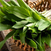 10 RAMSONS / WILD Bear GARLIC Allium Ursinum Vegetable Herb White Flower Seeds
