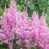 100 PINK MIX ASTILBE (False Spirea / False Goats Beard) Astilbe Chinensis Flower Seeds