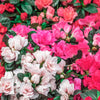 25 MIXED COLORS AZALEA Rhododendron spp. Red, Pink, Purple, White Flower Shade Bush Shrub Seeds