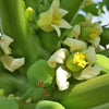 30 PAPAYA MELON Fruit TREE Carica Papaya Seeds