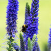 200 BLUE BOUQUET VERONICA Spicata Spike Speedwell Herb Flower Seeds
