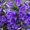 500 TELHAM BEAUTY BELLFLOWER Blue Peach Leaved Campanula Persicifolia Flower Seeds
