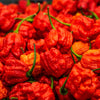 10 Red CAROLINA REAPER PEPPER World's Hottest Capsicum Chinense Hot Chili Vegetable Seeds