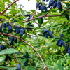 30 HONEYBERRY Blue Honeysuckle Lonicera Caerulea Edible Fruit Shrub Seeds
