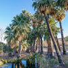 30 CALIFORNIA FAN PALM Tree Petticoat Arizona Desert Washingtonia Filifera Seeds