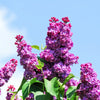 25 FRENCH / Old FASHIONED LILAC Syringa Vulgaris Flower Shrub Bush Seeds