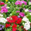 Mixed Colors Drummond Phlox Mix Seeds – Pink, Red, & White Phlox Drummondii Flower – photo 8