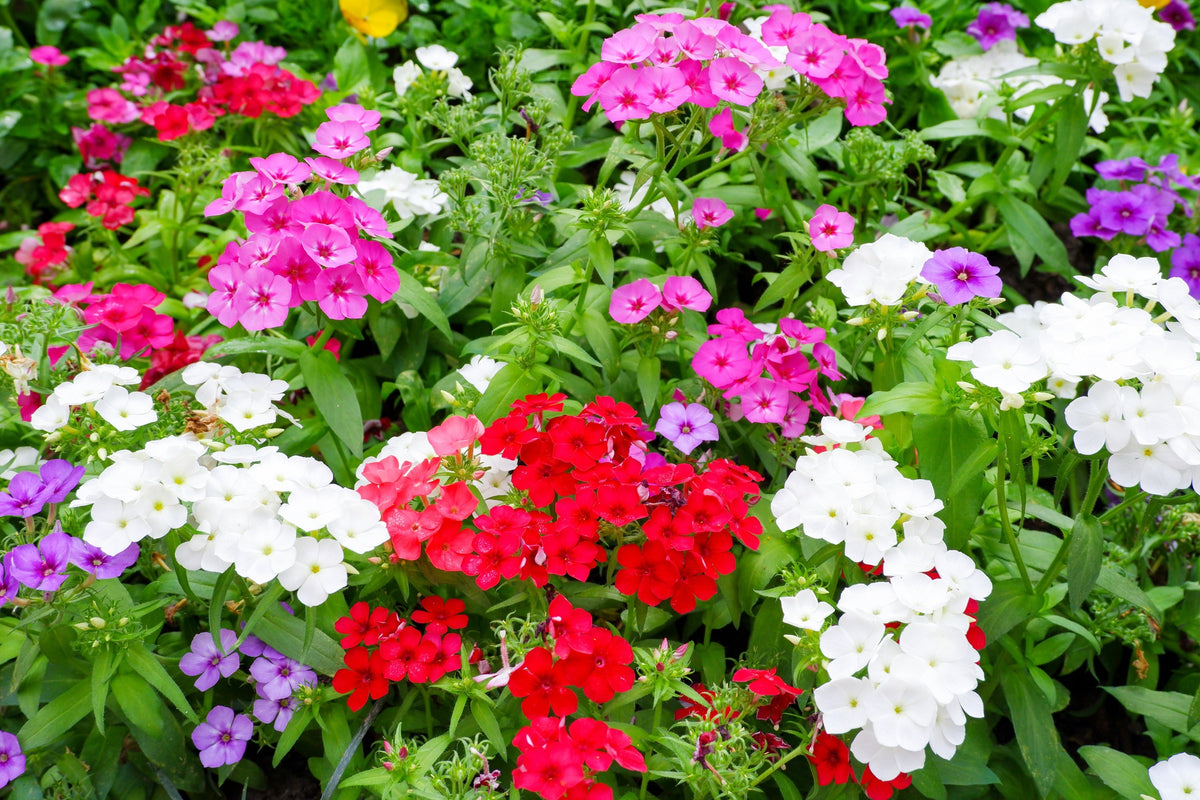 Mixed Colors Drummond Phlox Mix Seeds – Pink, Red, & White Phlox Drummondii Flower – photo 8