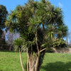 50 CABBAGE PALM / GIANT DRACAENA Australis Cordyline Tree Houseplant Seeds