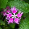 Fringed Pinks Dianthus Seeds – Superbus Flower – photo 11