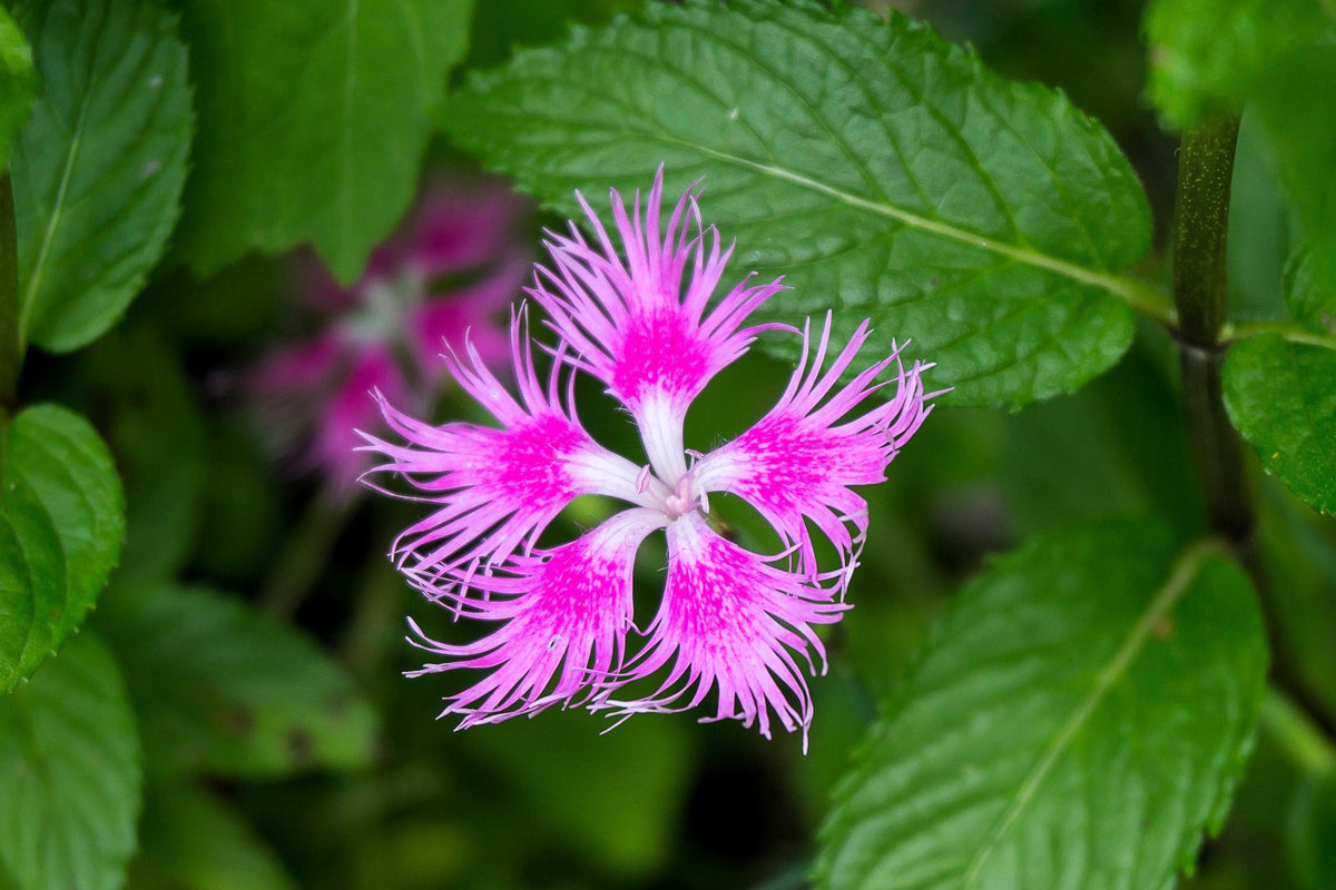 Fringed Pinks Dianthus Seeds – Superbus Flower – photo 11