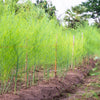 100 MARY WASHINGTON ASPARAGUS Officinalis Perennial Vegetable Seeds