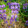 100 ARROYO LUPINE (Hollowleaf Lupine / Succulent Lupine) Lupinus Succulentus Flower Seeds