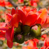10 RED SILK COTTON Tree Bombax Ceiba Kapok Tropical Flower Seeds