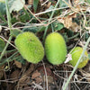 10 WOOLY BEAR GOURD Cucumis Dipsaceus Fuzzy Green Ornamental Seeds