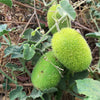 10 WOOLY BEAR GOURD Cucumis Dipsaceus Fuzzy Green Ornamental Seeds