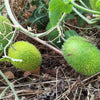 10 WOOLY BEAR GOURD Cucumis Dipsaceus Fuzzy Green Ornamental Seeds