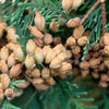25 THUJA TREE Cedar Thuja Occidentalis Conifer Seeds
