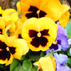 50 YELLOW & BROWN PANSY Swiss Giant Violet Viola Wittrockiana Flower Seeds