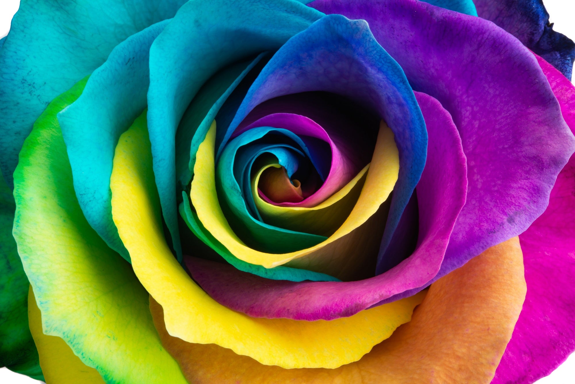 Rainbow Roses Roots Make Your Own - 5 RAINBOW ROSE BUSH Seeds Shrub Rosa Flower – The Plant ...