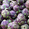 50 PURPLE ROMAGNA ARTICHOKE Italian Cynara Scolymus Flower Vegetable Seeds