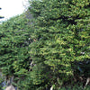 40 LITTLELEAF BOXWOOD Korean Buxus Microphylla Koreana Shrub Seeds