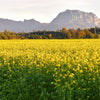 1000 BROWN MUSTARD Brassica Juncea Vegetable Herb Seeds
