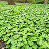 25 WILD GINGER Asarum Canadense Canadian Heart Snakeroot Flower Herb Seeds