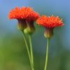 50 Red LADY'S PAINTBRUSH Tassel Flower Emilia Javanica Coccinea 'Scarlet Magic' Seeds