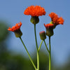 50 Red LADY'S PAINTBRUSH Tassel Flower Emilia Javanica Coccinea 'Scarlet Magic' Seeds