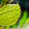 10 SWAN MILKWEED Hairy Balls Butterfly Weed Asclepias Gomphocarpus Fruticosus Monarch Flower Seeds