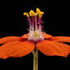 100 SCARLET PIMPERNEL (Adders Eyes) Anagallis Arvensis Flower Seeds