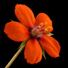 100 SCARLET PIMPERNEL (Adders Eyes) Anagallis Arvensis Flower Seeds