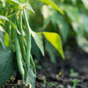 Burpee Stringless Green Pod Bean French Phaseolus Vulgaris Vegetable Seeds – photo 2