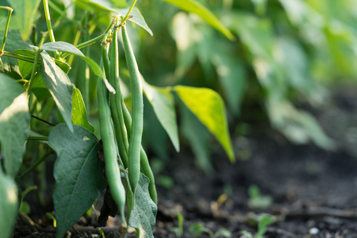 Burpee Stringless Green Pod Bean French Phaseolus Vulgaris Vegetable Seeds – photo 2