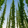 25 COMMON HOPS European Humulus Lupulus Vine Seeds Beer Making Ingredient Seeds