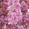 10 JAPANESE FLOWERING CHERRY Tree Oriental Prunus Serrulata Flower Seeds