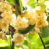 100 KIWI FRUIT Kiwi Actinidia Vine Seeds (Kiwifruit / Hardy Kiwi / Tara Vine / Yang Tao / Chinese Gooseberry / Chinese Strawberry)