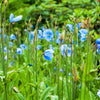 10 BLUE HIMALAYAN POPPY Tibetan Meconopsis Betonicifolia Flower Seeds
