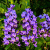 10 TEXAS Mountain LAUREL Sophora Secundiflora Mescal Tree Purple Flower Seeds