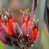 10 Purple NEW ZEALAND FLAX Phormium Tenax Purpureum Ornamental Grass Flower Seeds