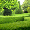 30 AMERICAN BOXWOOD Common Buxus Sempervirens European Box Shrub Seeds