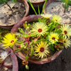 100 Gelato YELLOW ICE PLANT Mesembryanthemum Daisy Livingstone Succulent Flower Seeds