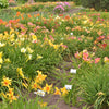 10 MIXED COLORS DAYLILY Hemerocallis Day Lily Fine Mix Red Purple Flower Seeds